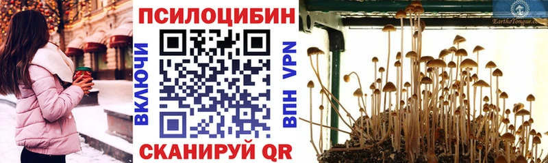 Псилоцибиновые грибы Psilocybine cubensis Новоульяновск